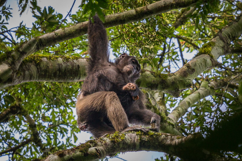 06 Oeganda, Kibale Forest, chimpansee.jpg